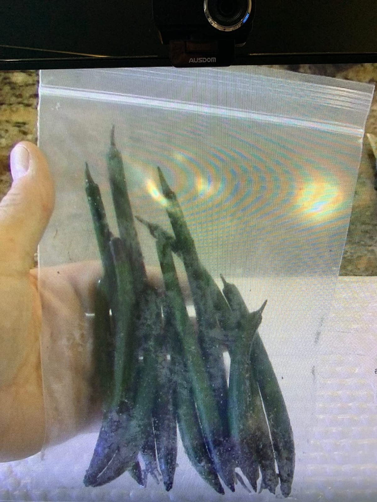 5 LIVE Mangroves - Red Mangrove Seedlings - Filtration, Aquarium, Reef, Tank, Saltwater, Aquatic, Plants customer photo 1