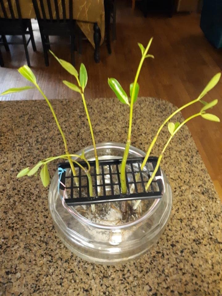 5 LIVE Mangroves - Red Mangrove Seedlings - Filtration, Aquarium, Reef, Tank, Saltwater, Aquatic, Plants customer photo 2