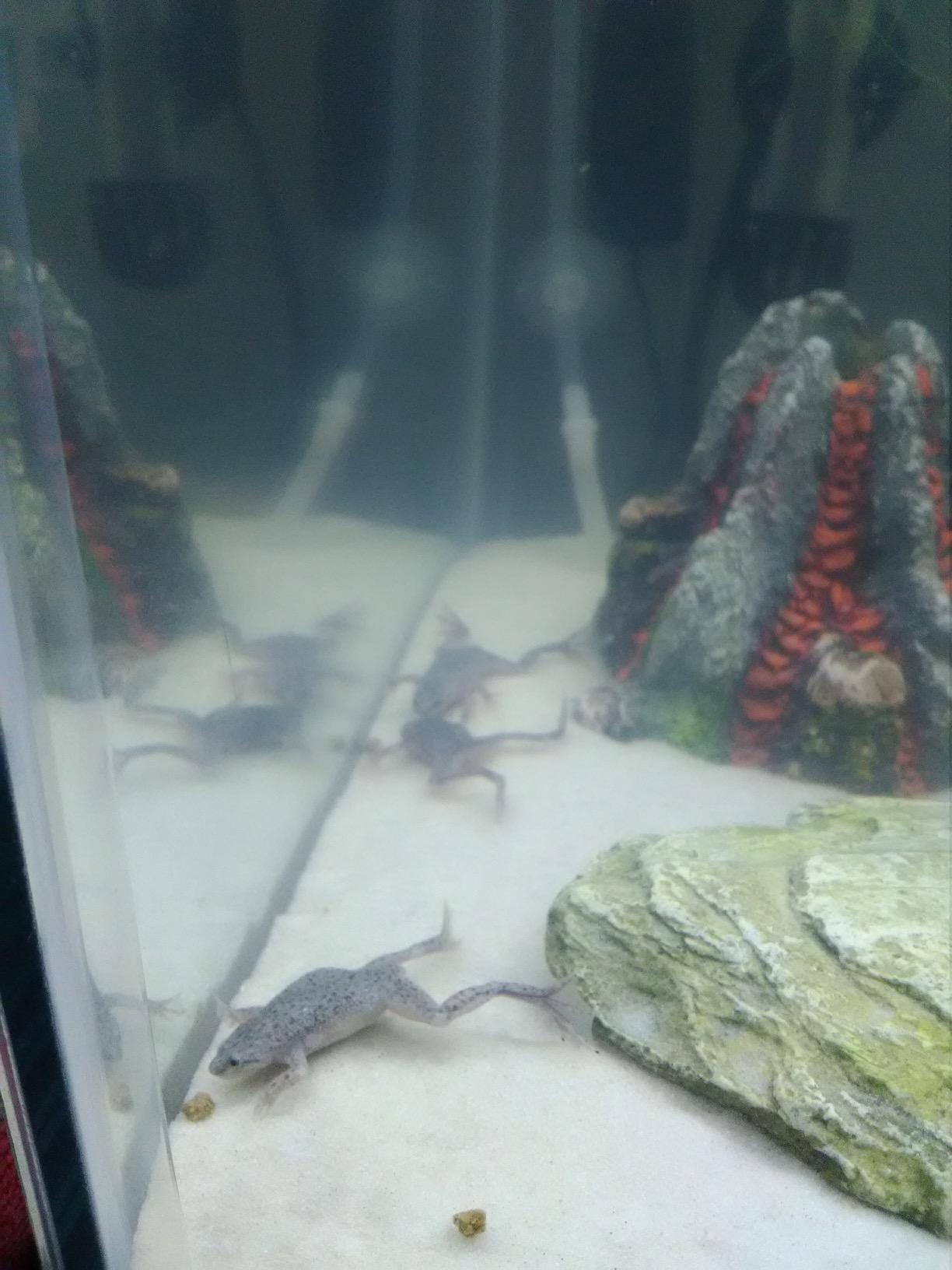 Pisces Pros HBH Frog and Tadpole Bites Aquatic Frog Food (1.2 oz) customer photo 1