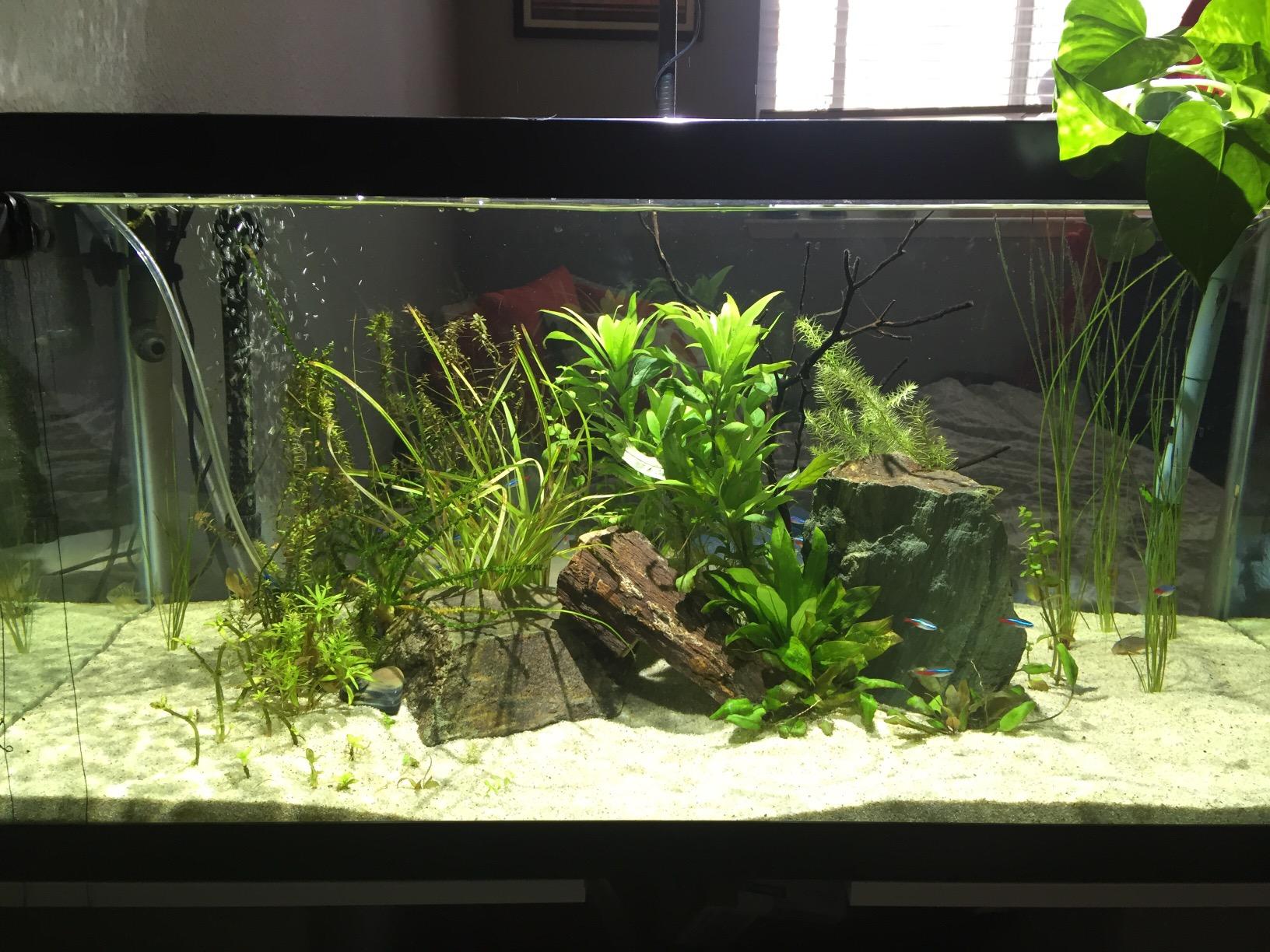 Kessil A160WE Controllable LED Aquarium Light, Tuna Blue customer photo 1