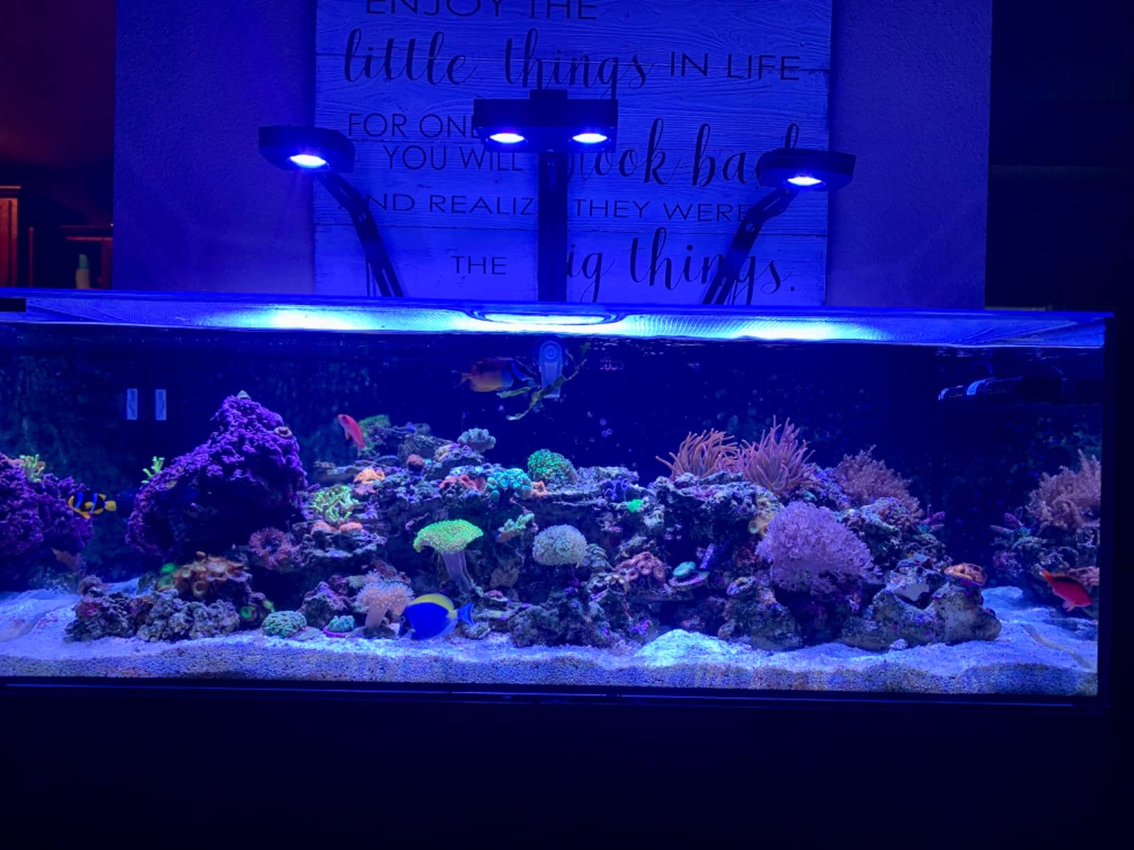 Polyplab - Professional Reef-Roids - Coral Food for Faster Growth - 150g customer photo 1