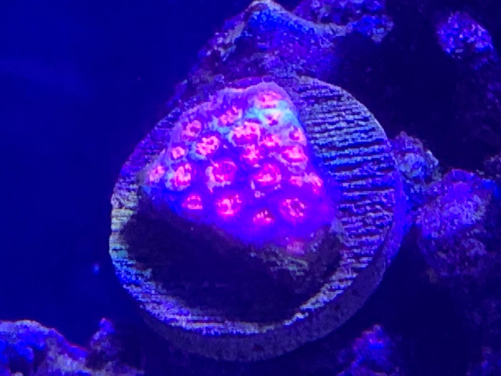 Polyplab - Professional Reef-Roids - Coral Food for Faster Growth - 150g customer photo 2