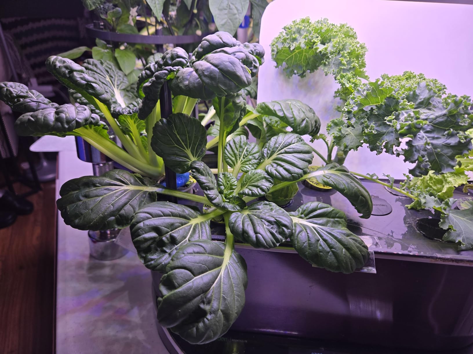 Miracle-Gro AeroGarden Liquid Plant Food 4-3-6, 3 fl. oz. customer photo 2