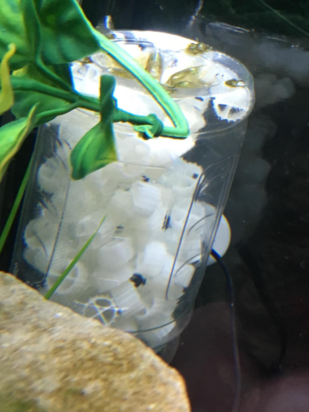 K1 Filter Media PREMIUM GRADE Moving Bed Biofilm Reactor (MBBR) for Aquaponics • Aquaculture • Hydroponics • Ponds • Aquariums by Cz Garden Supply (1 Gallon) customer photo 2