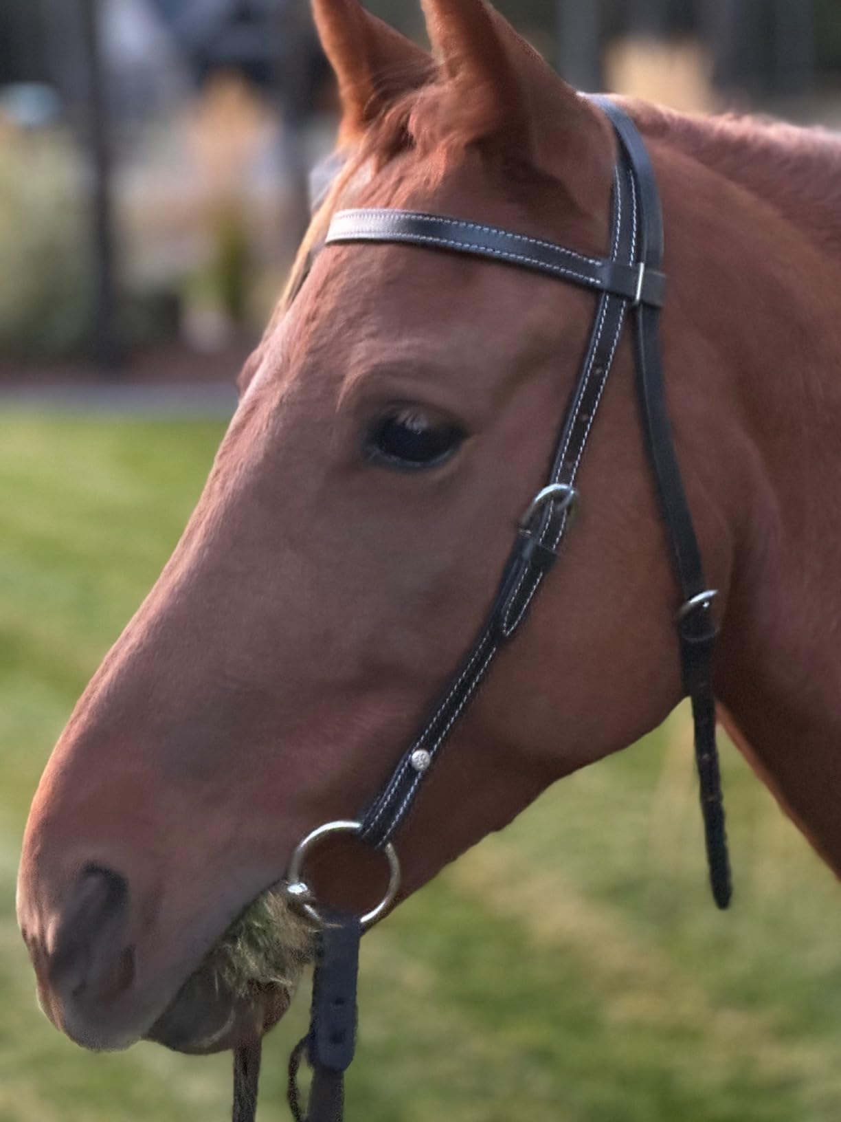 Tahoe TackKickin Country Square Browband Headstall USA Leather customer photo 2