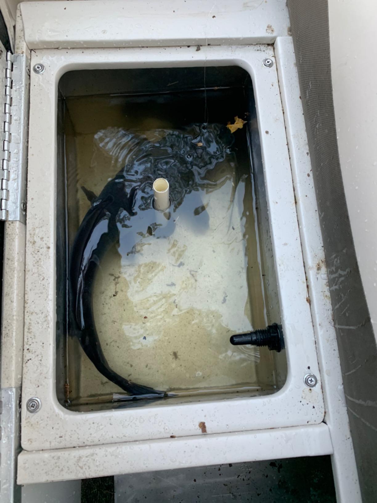 Berkley PowerBait Catfish Bait Chunks Fishing Dough Bait customer photo 1