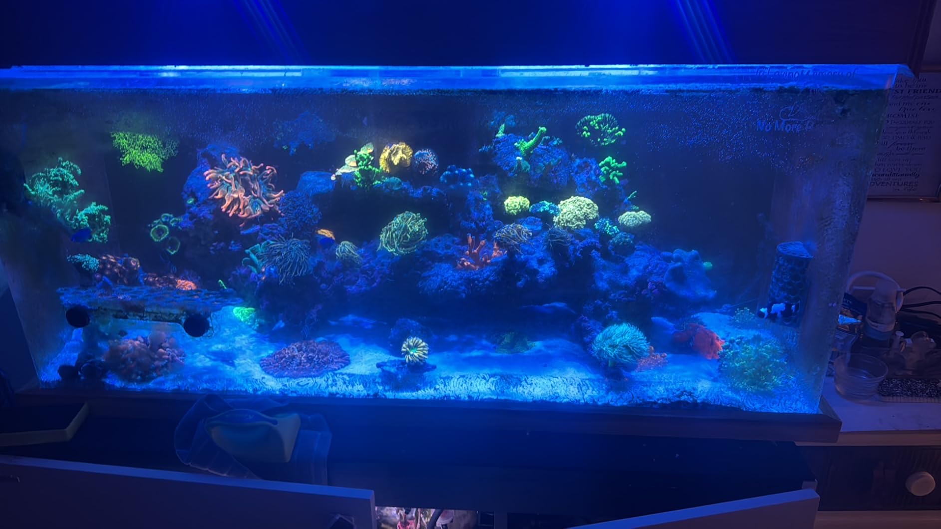 Tropic Marin All for Reef 1000mL, Easy to Use Solution, No Mixing, No Gas Cylinders, No Fuss customer photo 1