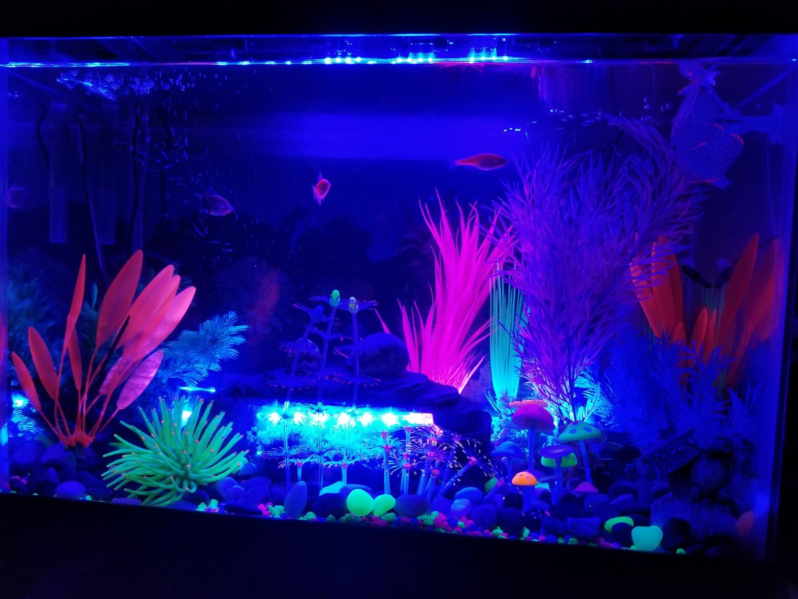 GloFish 20 Gallon Aquarium Kit with LED Lights, Decor Heater and Filter customer photo 2