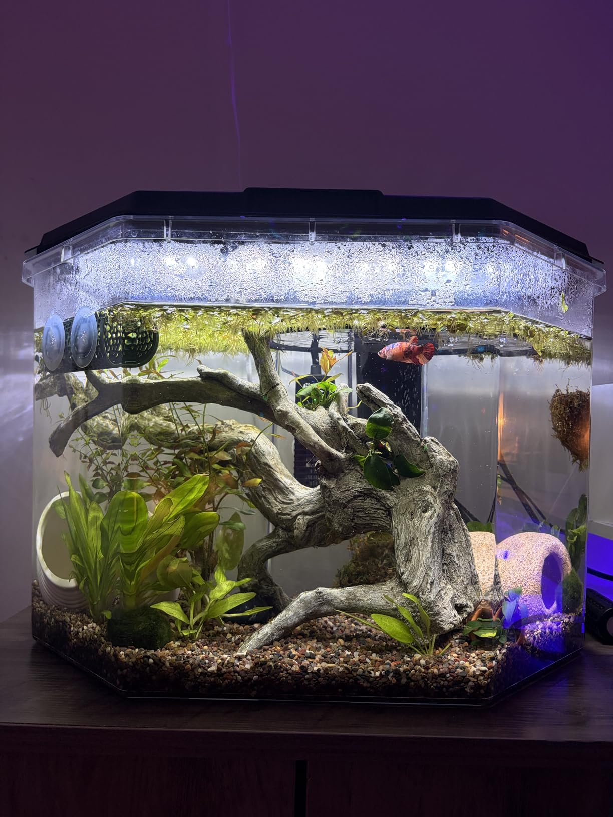 Koller Products 6.5-Gallon Aquarium Kit with Power Filter and LED Lighting, (AP650) customer photo 1
