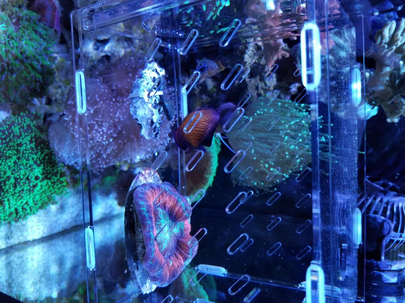 Collapsible FTC - Medium Fish Trap customer photo 1