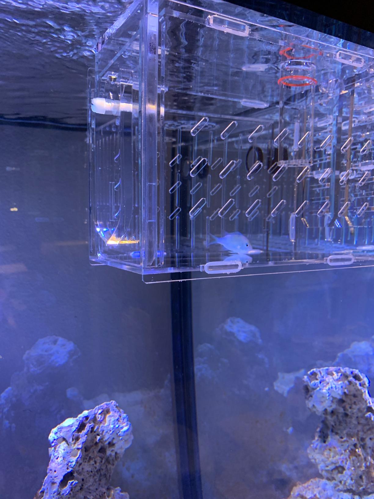 Collapsible FTC - Medium Fish Trap customer photo 2