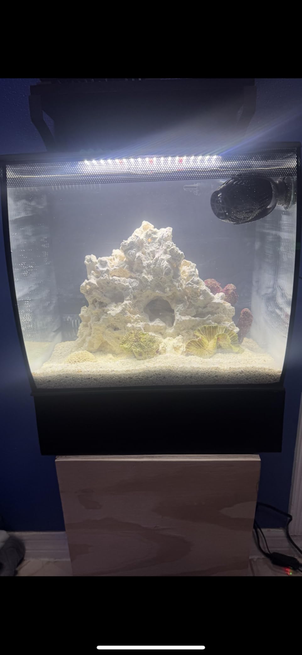 Brightwell Aquatics MicroBacter7 Biological Filter Bioculture Aid, 125 ml customer photo 2
