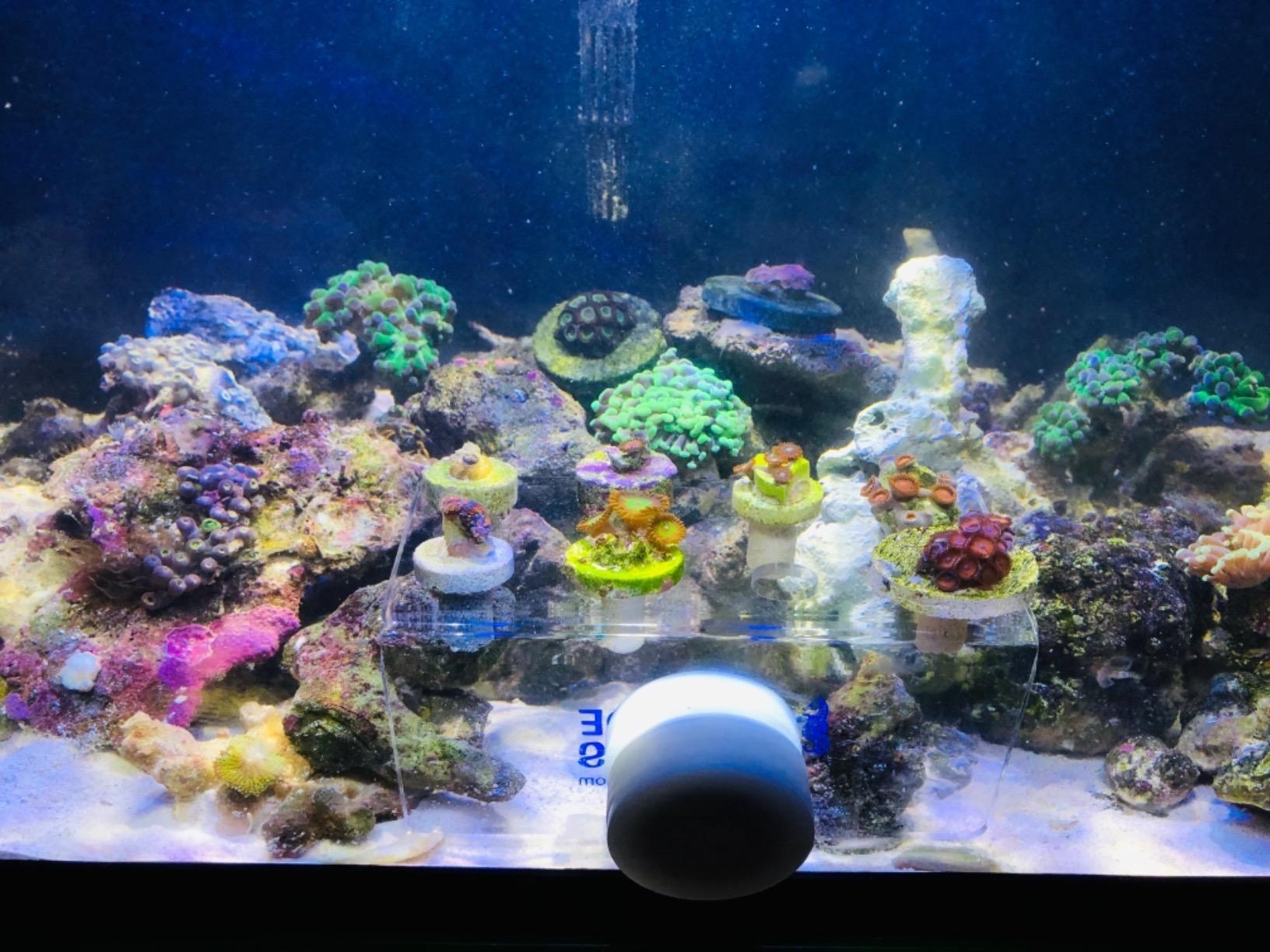 Small Magnet Clear Frag Rack customer photo 1