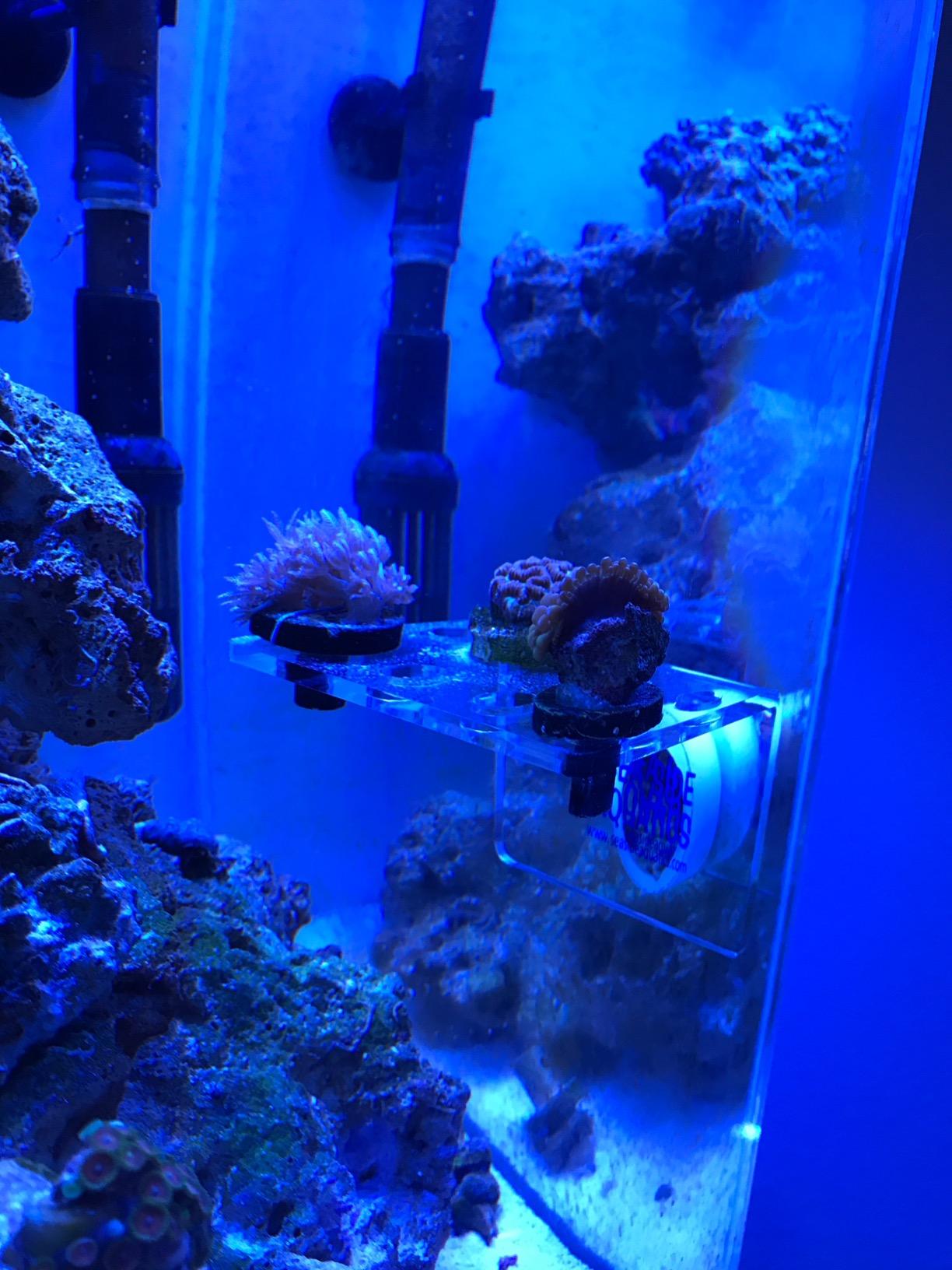 Small Magnet Clear Frag Rack customer photo 2