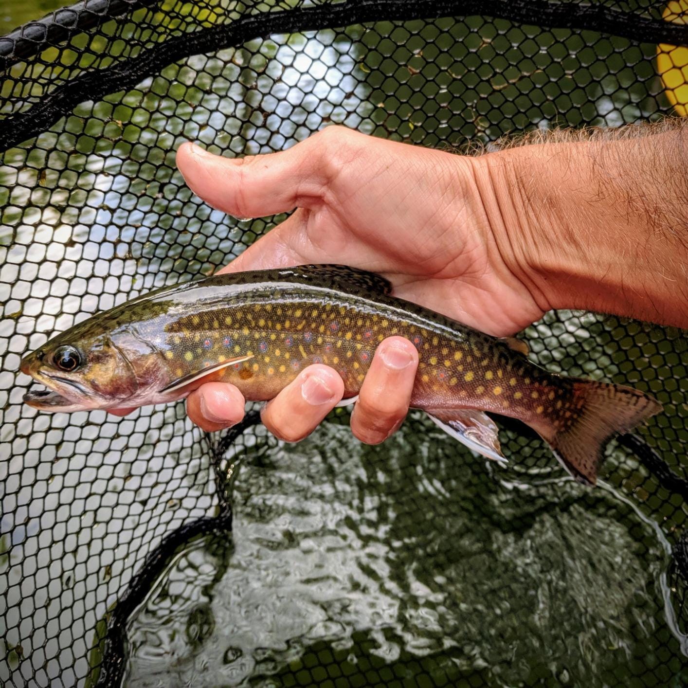 Daiwa Spinmatic-D Ultralight Pack Rods customer photo 2