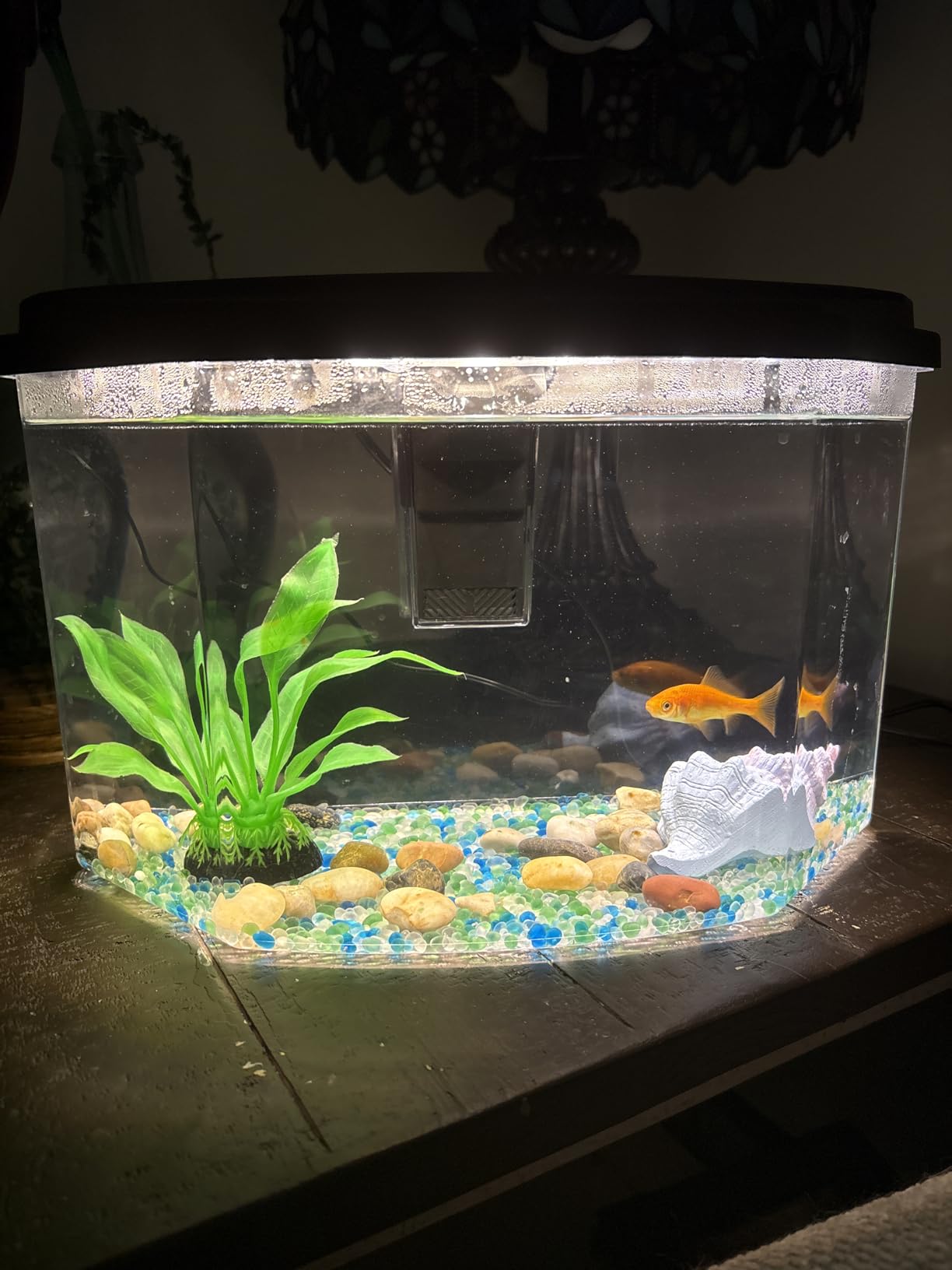 Koller Products Plastic 3-Gallon Aquarium Starter Kit with 4 Colors LED Lighting and Complete Filtration, Ideal for a Variety of Tropical Fish, Betta Fish, Tropical Fish, Cichlids, Ornamental Shrimp customer photo 1