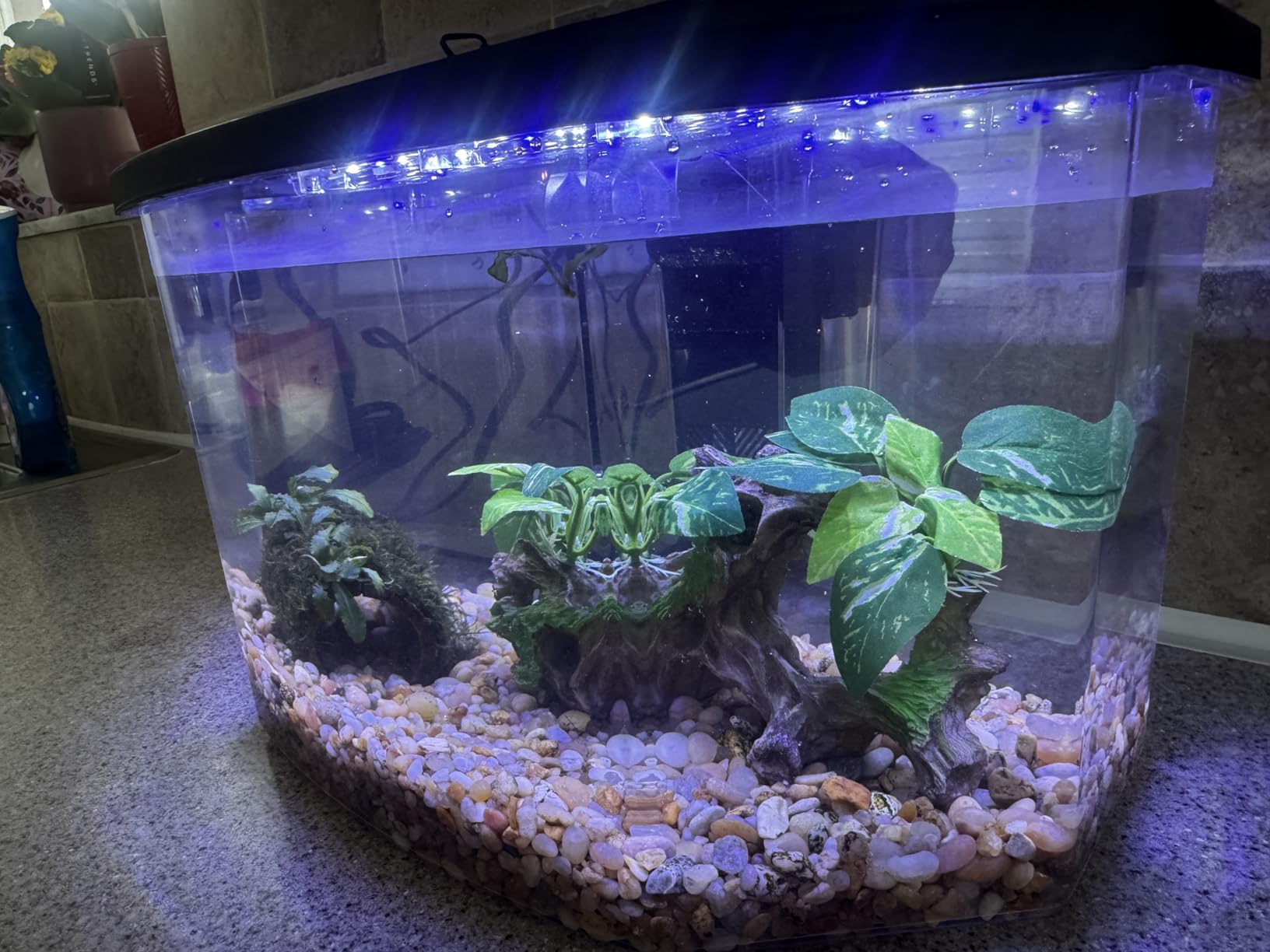Koller Products Plastic 3-Gallon Aquarium Starter Kit with 4 Colors LED Lighting and Complete Filtration, Ideal for a Variety of Tropical Fish, Betta Fish, Tropical Fish, Cichlids, Ornamental Shrimp customer photo 2