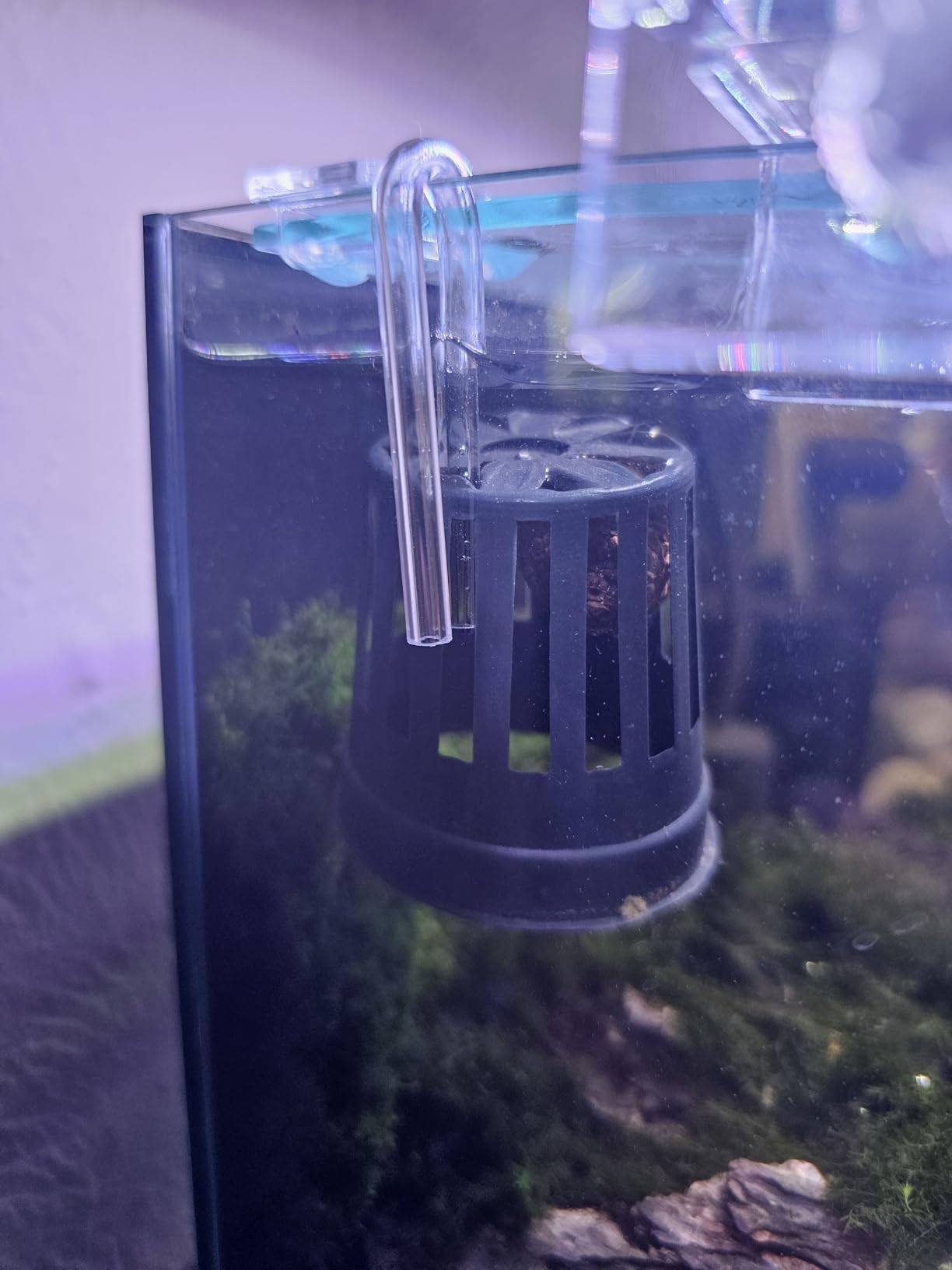 SunGrow Alder Cones for Shrimps, Water Conditioner for Freshwater Shrimp Tanks, Aquarium Decorations & Accessories (50 Pcs) customer photo 1