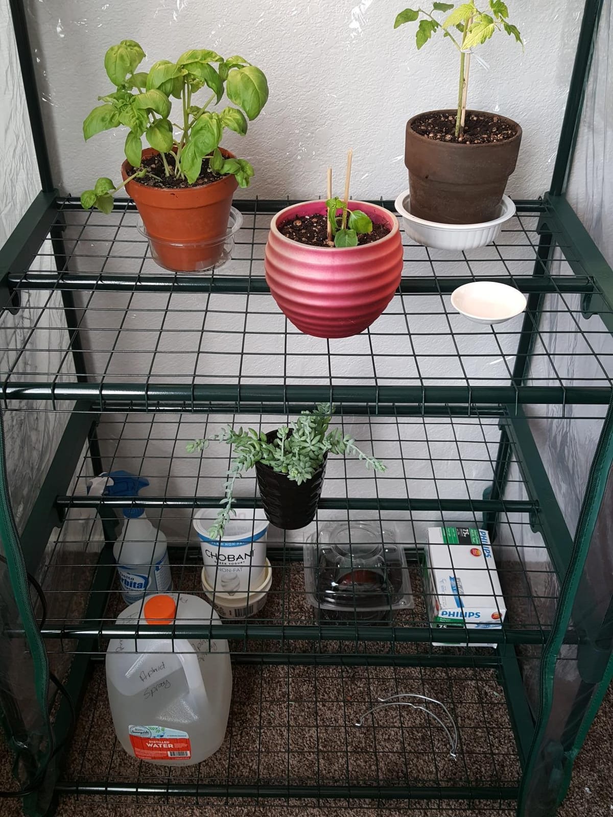Pure Garden 4 Tier Mini Greenhouse, 27.5x19x63-Inch customer photo 2