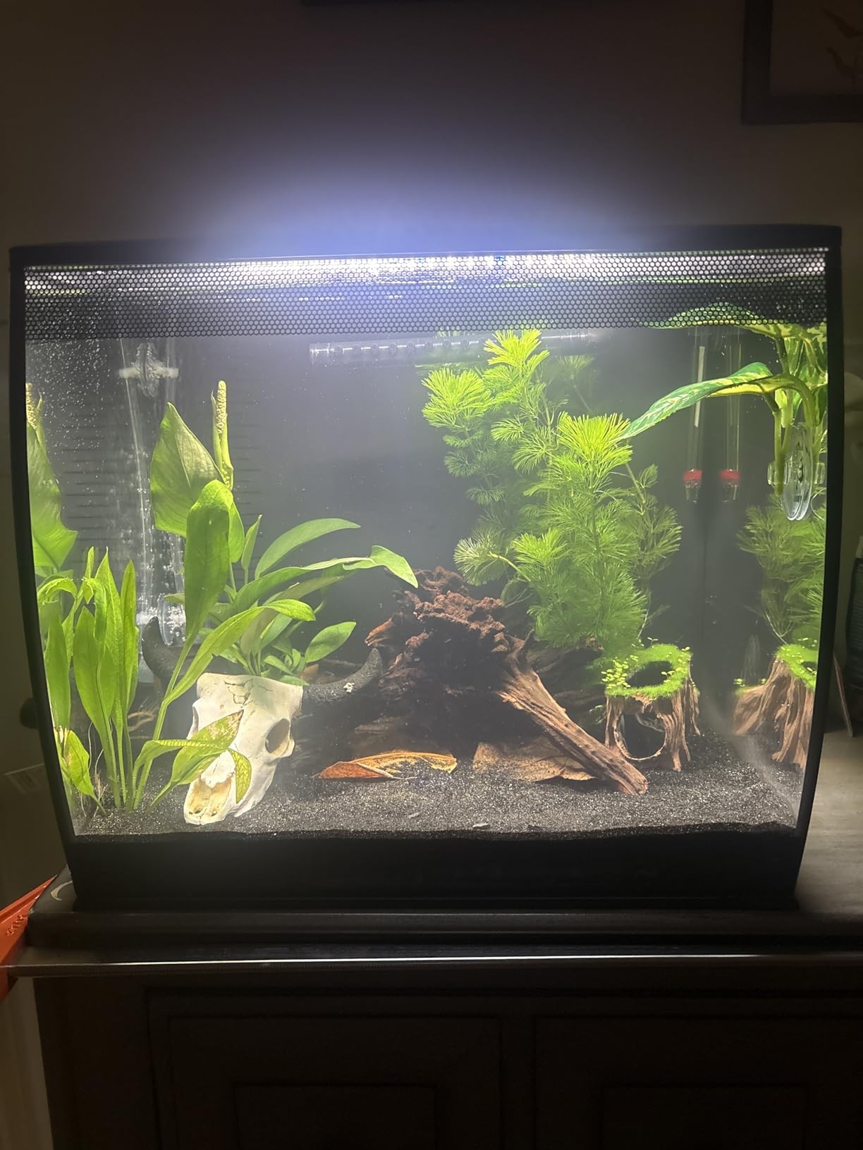 Fluval Flex 9 Gallon Glass Aquarium Kit, Black customer photo 1