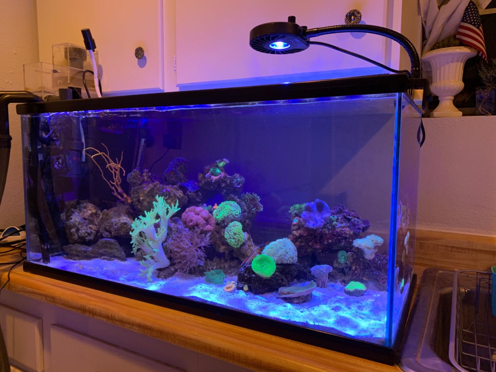 Kessil Tuna Blue A80 LED Light w/ mini gooseneck customer photo 1