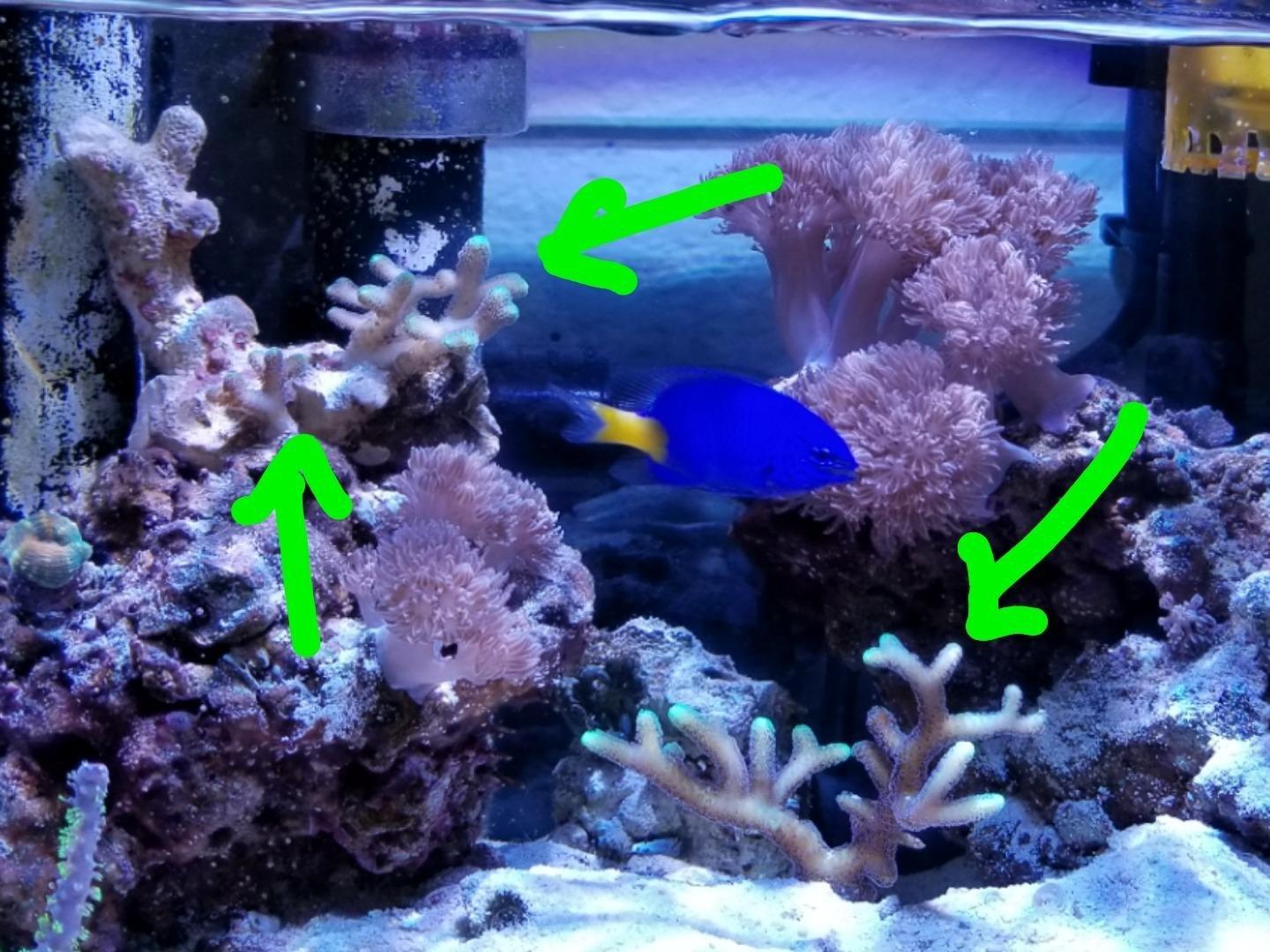 Kessil Tuna Blue A80 LED Light w/ mini gooseneck customer photo 2