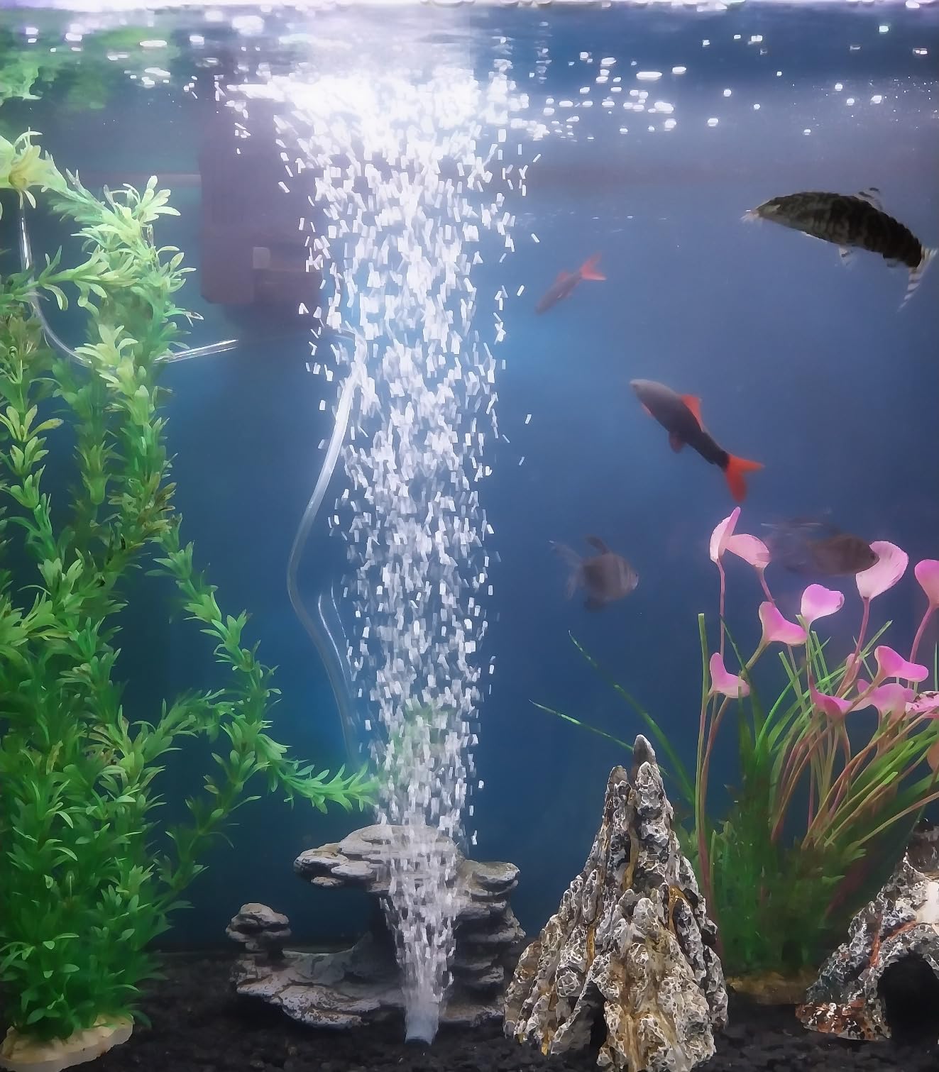 AQUANEAT Aquarium Air Stones 1 inch 12 Pack, Bubble Stone, Aerator Bubble Diffuser, Air Pump Accessories for Aquariums, Fish Tanks, and Hydroponics customer photo 1