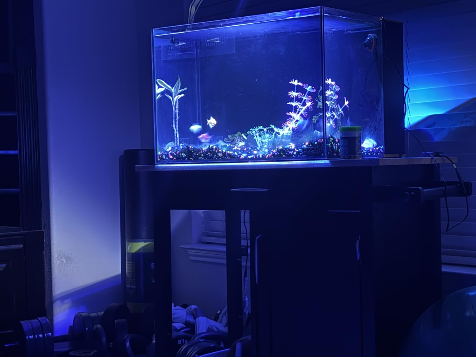 LANDEN EzFlux 60 Rimless 26 Gallon Rear Filtration Tank, Pump Included customer photo 1