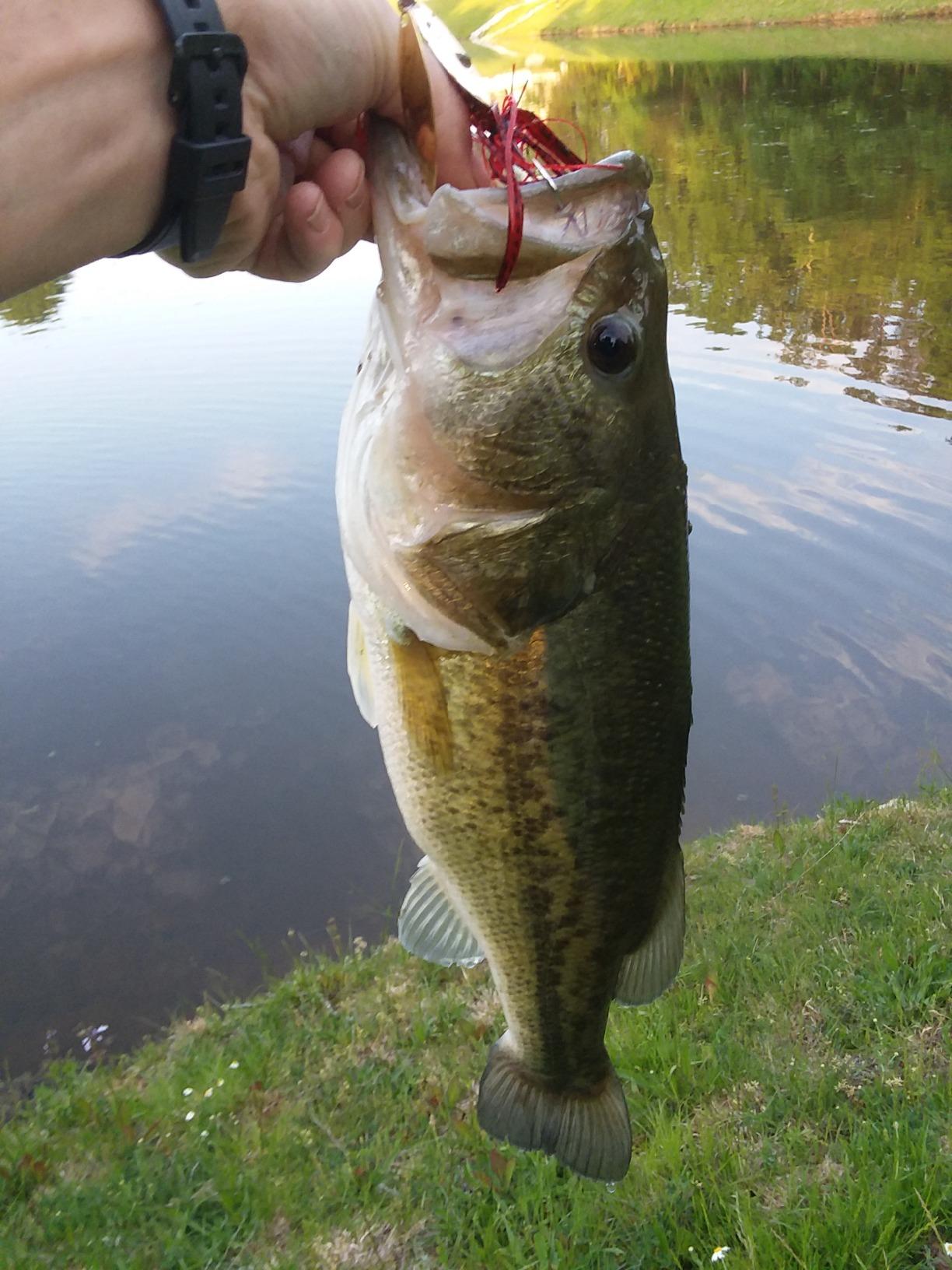 Daiwa Fuego CT Low Profile Baitcasting Reel – Aluminum CT Frame, Air Rotation System & Magforce Braking, Left/Right Hand Options customer photo 2