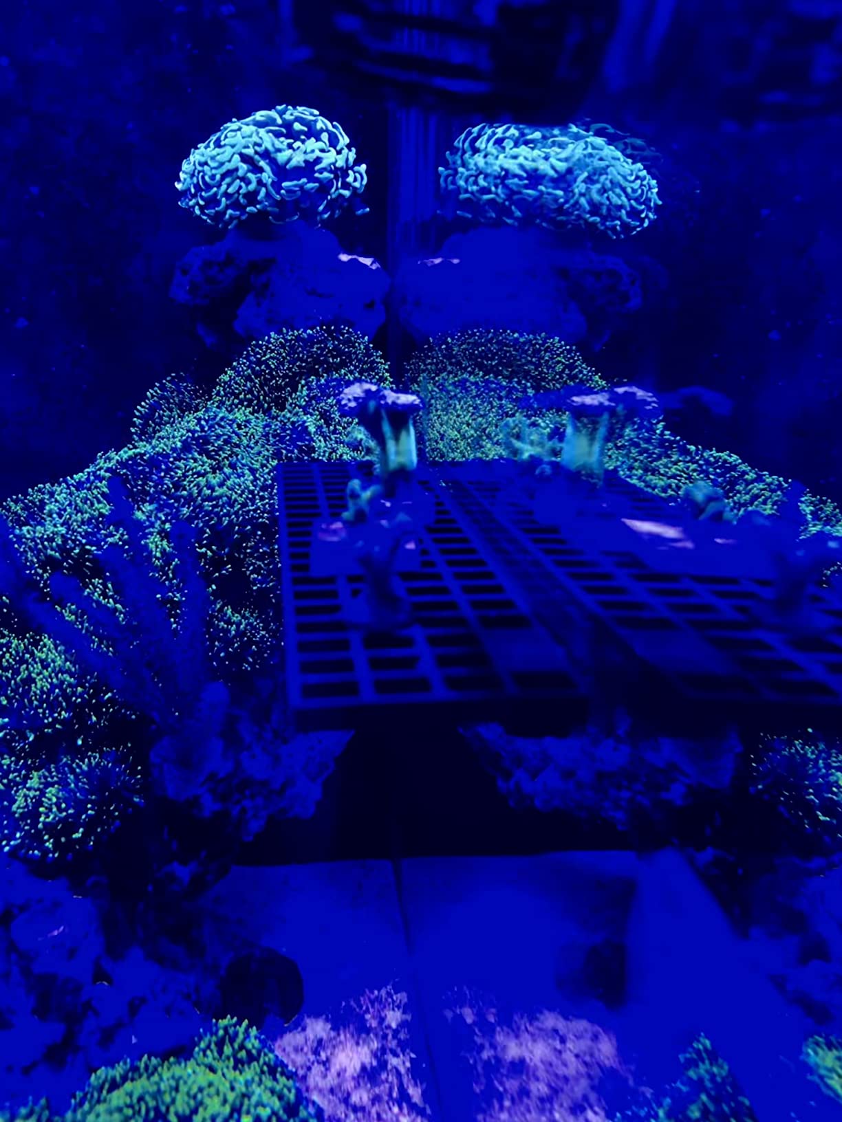 Oceans Wonders N52 Mag Rack Pro Magnetic Coral Frag Rack Holds Up To 30 Frag Plugs customer photo 2