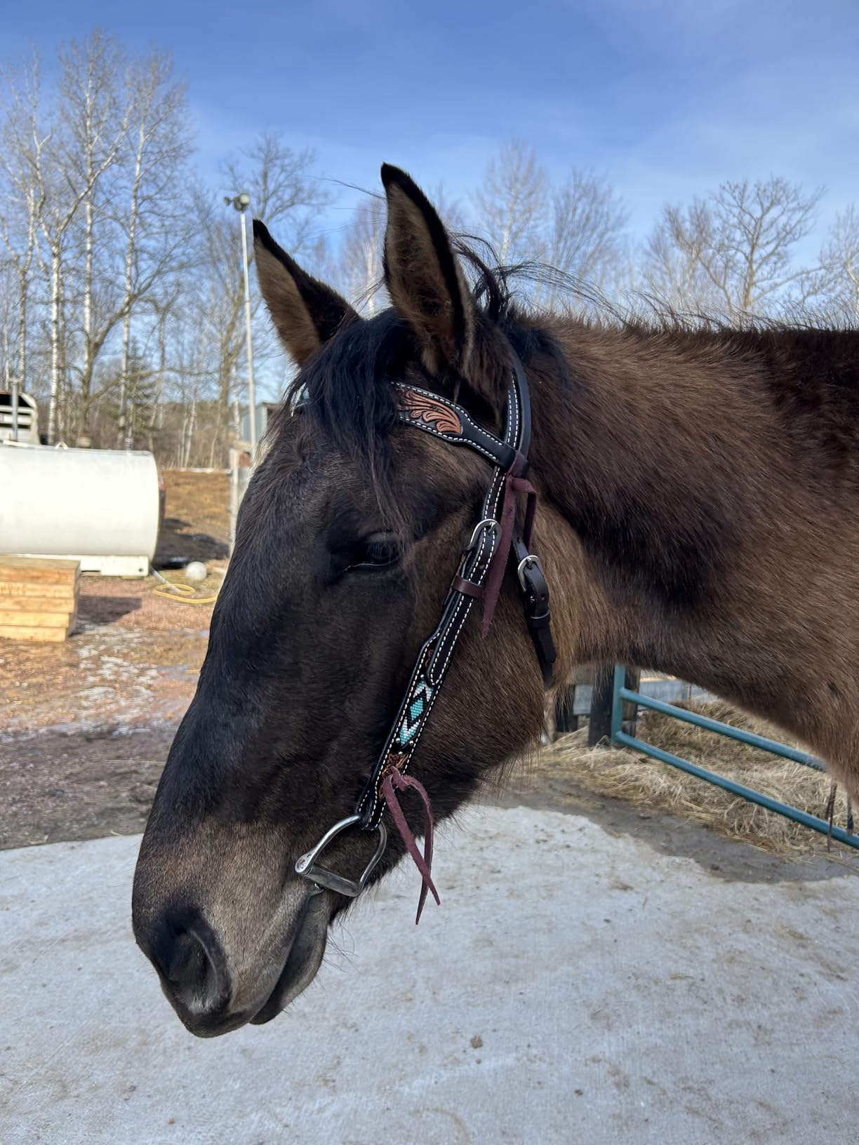 Weaver Equine Turquoise Diamond Beaded Horse Headstall, Leather Headstalls for Horses for Trail Riding, Durable Equine Supplies, Dark Oil customer photo 1