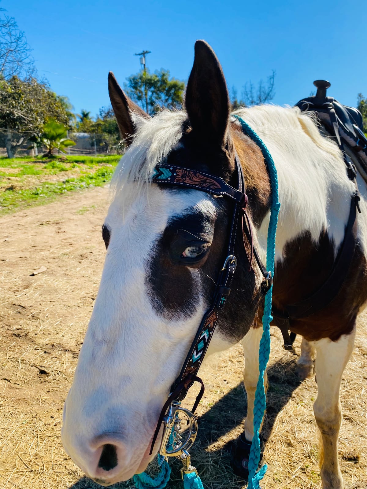Weaver Equine Turquoise Diamond Beaded Horse Headstall, Leather Headstalls for Horses for Trail Riding, Durable Equine Supplies, Dark Oil customer photo 2