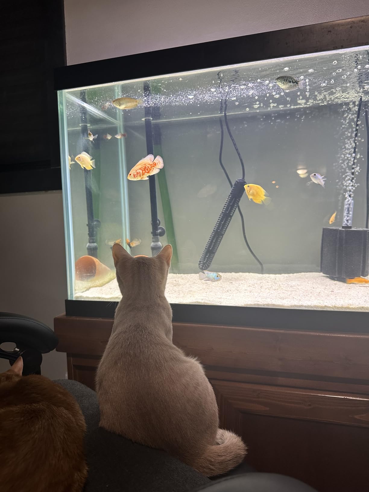 AQUANEAT Aquarium Bio Sponge Filter Breeding Fry Betta Shrimp Nano Fish Tank (Small up to 10Gal) customer photo 1