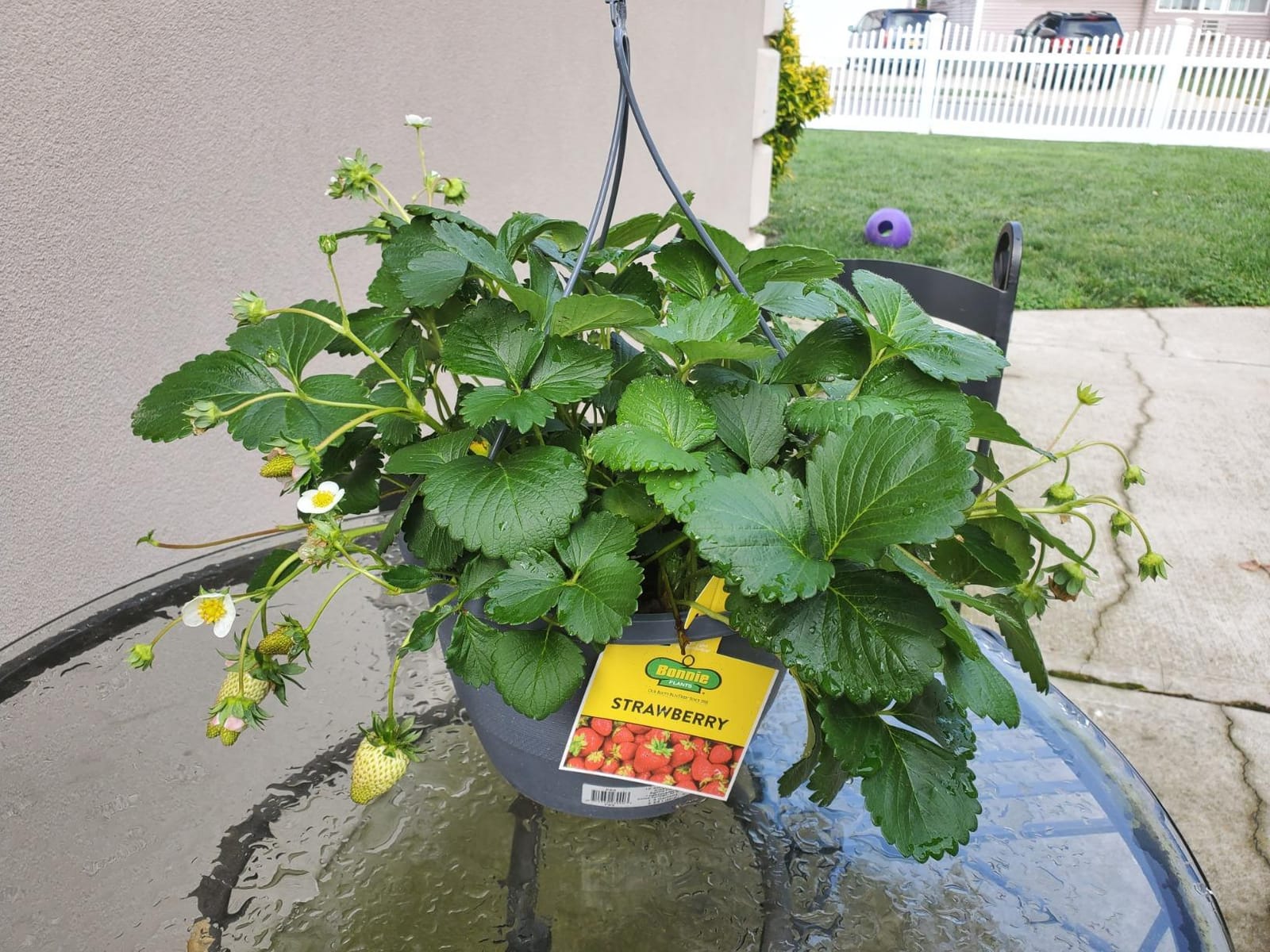 MARPHYL All-Purpose Plant Food – Organic Nutrient-Rich Fertilizer & Soil Enhancer for Indoor & Outdoor Flowers, Vegetables, Succulents, Bamboo & Hydroponics customer photo 2