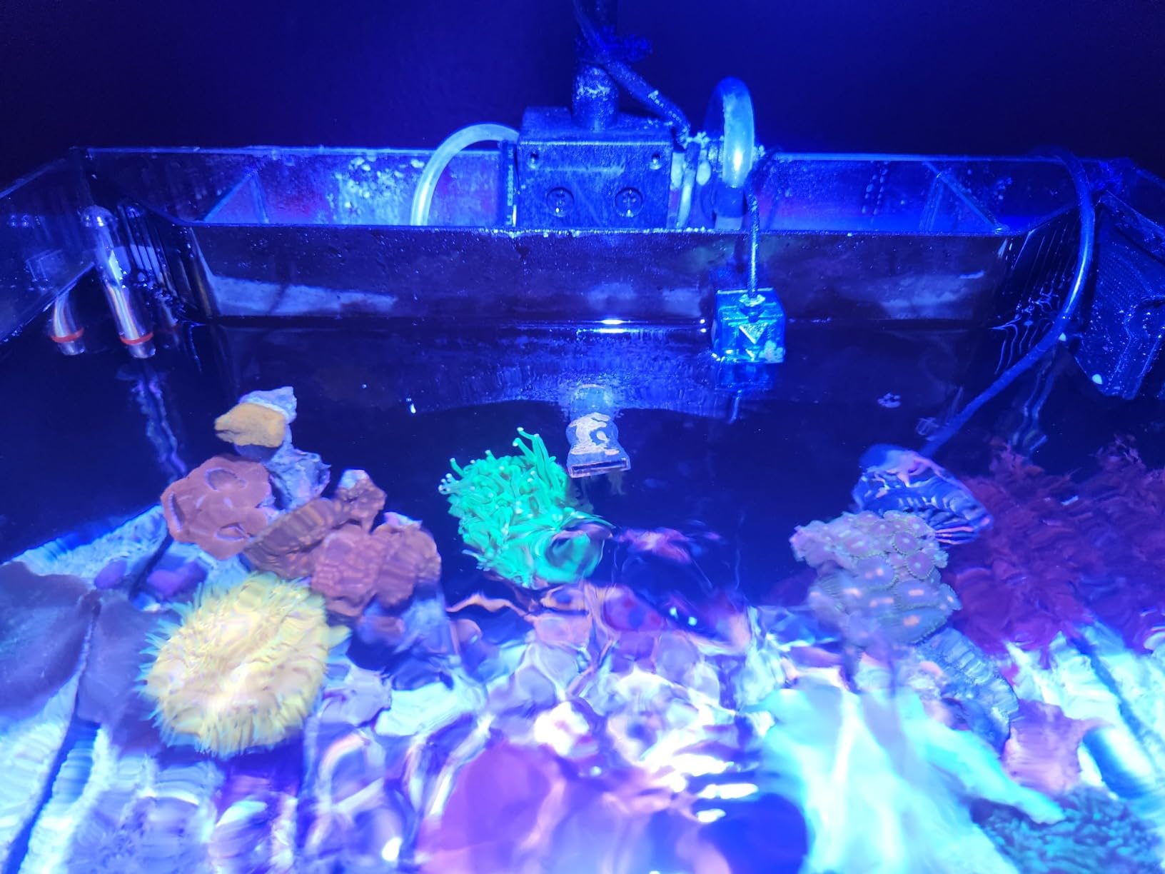Kessil A80 Tuna Sun LED Light customer photo 2