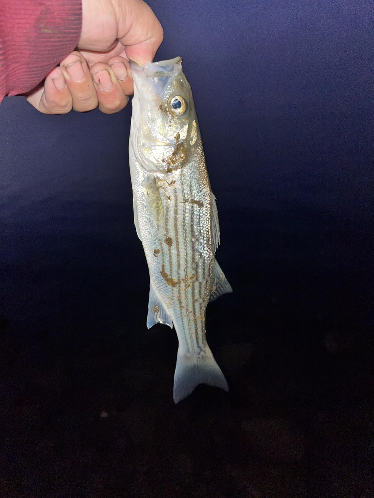YO-Zuri Salt Lure HydroMinnow LC Floating 150mm/170mm Center of Gravity Transfer customer photo 1