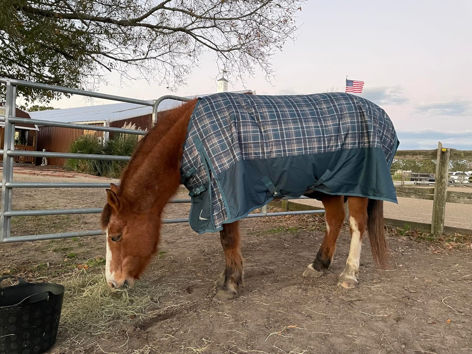 Horze Nevada Medium Weight 1200D Waterproof Horse Turnout Blanket (200g Fill) - Black - 84 in customer photo 1