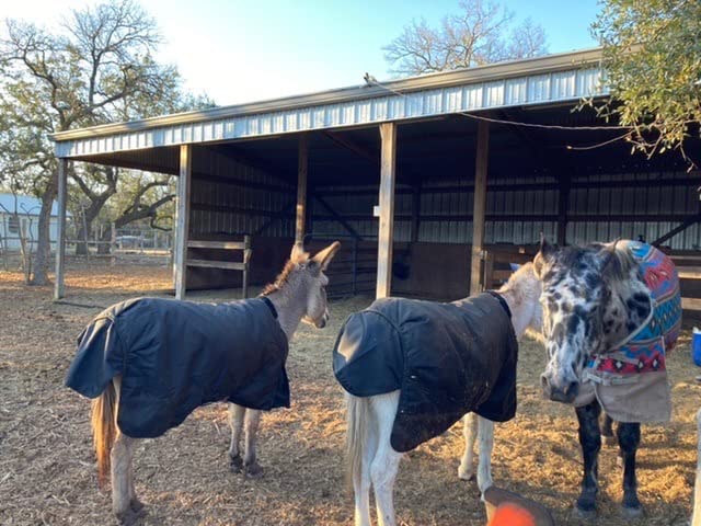 Horze Nevada Medium Weight 1200D Waterproof Horse Turnout Blanket (200g Fill) - Black - 84 in customer photo 2