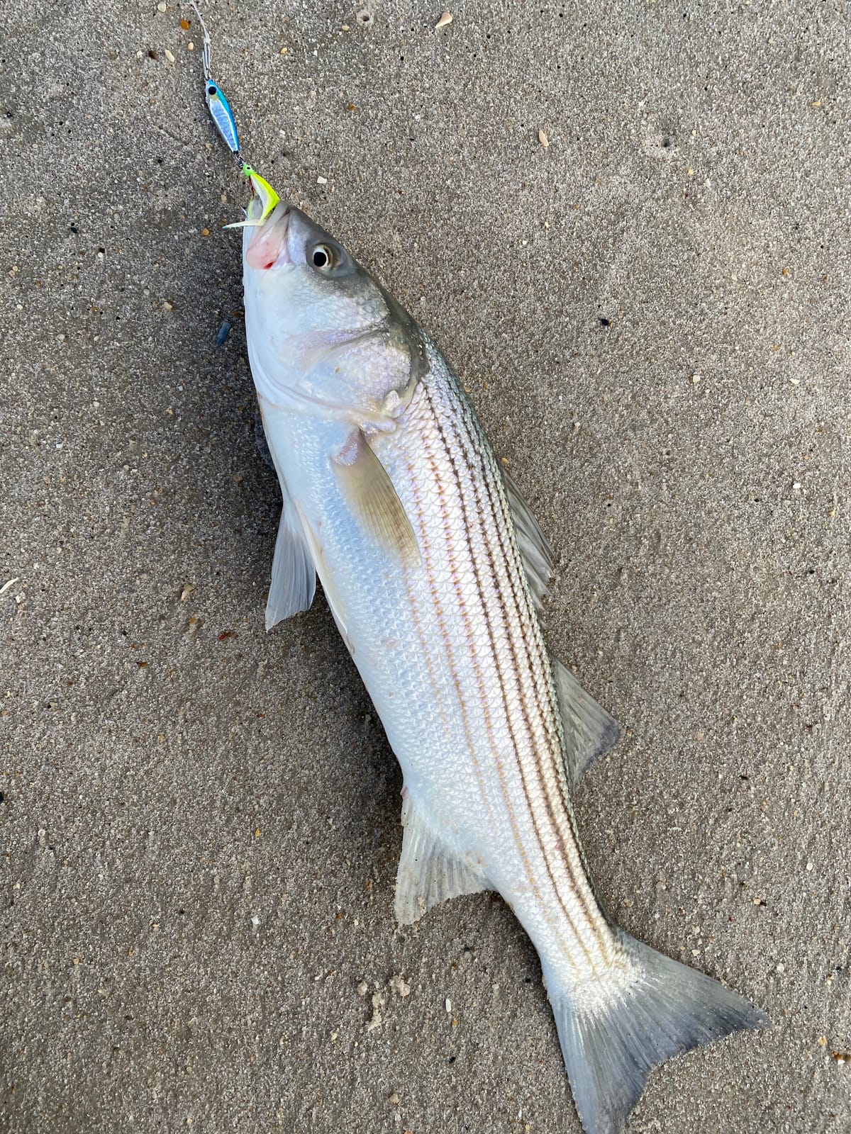 Sougayilang Jigs Fishing Lures Sinking Metal Spoons Micro Jigging Bait customer photo 1