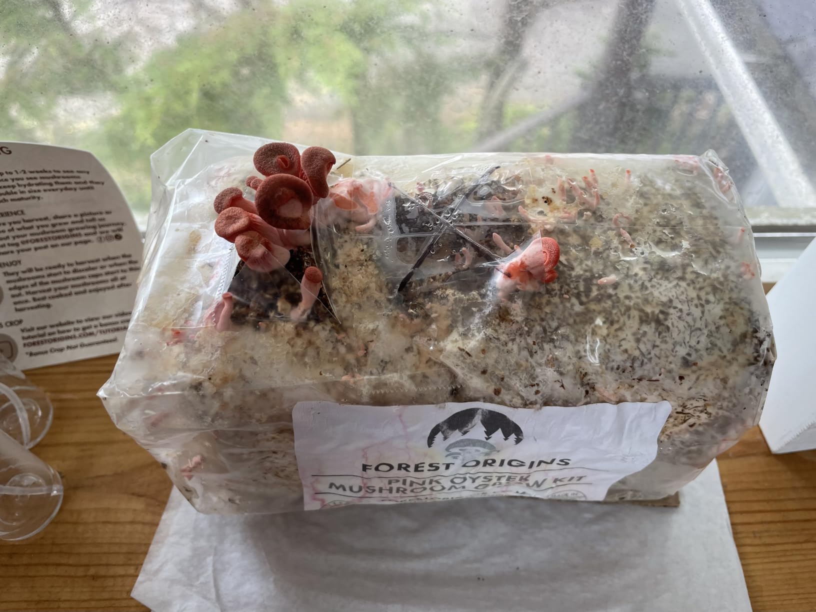 Forest Origins Pink Oyster Mushroom Grow Kit, Ready to Grow Indoors | Beginner-friendly kit that turns simple daily care into a fresh homegrown harvest, usually in about 10 days. customer photo 1