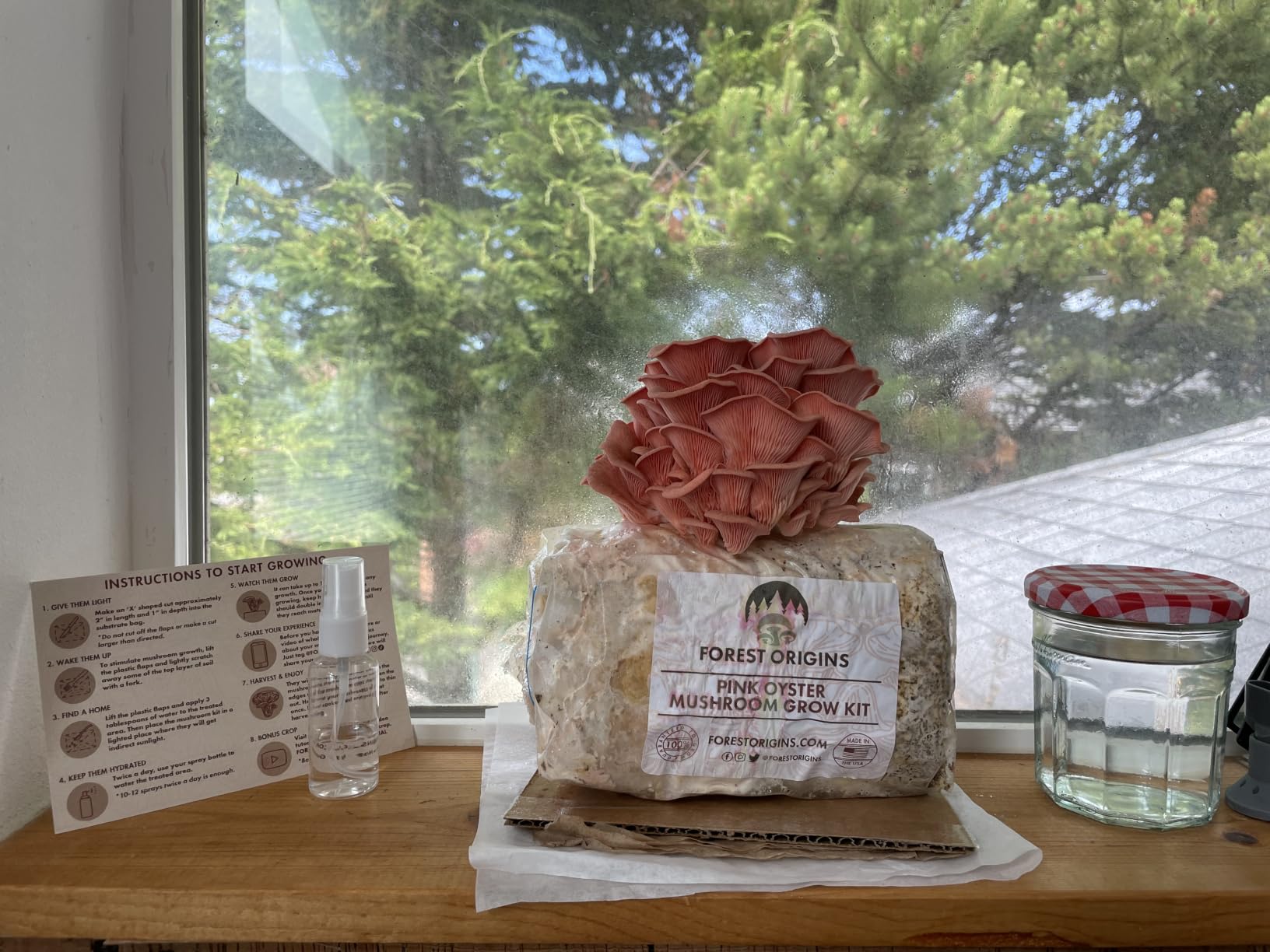 Forest Origins Pink Oyster Mushroom Grow Kit, Ready to Grow Indoors | Beginner-friendly kit that turns simple daily care into a fresh homegrown harvest, usually in about 10 days. customer photo 2
