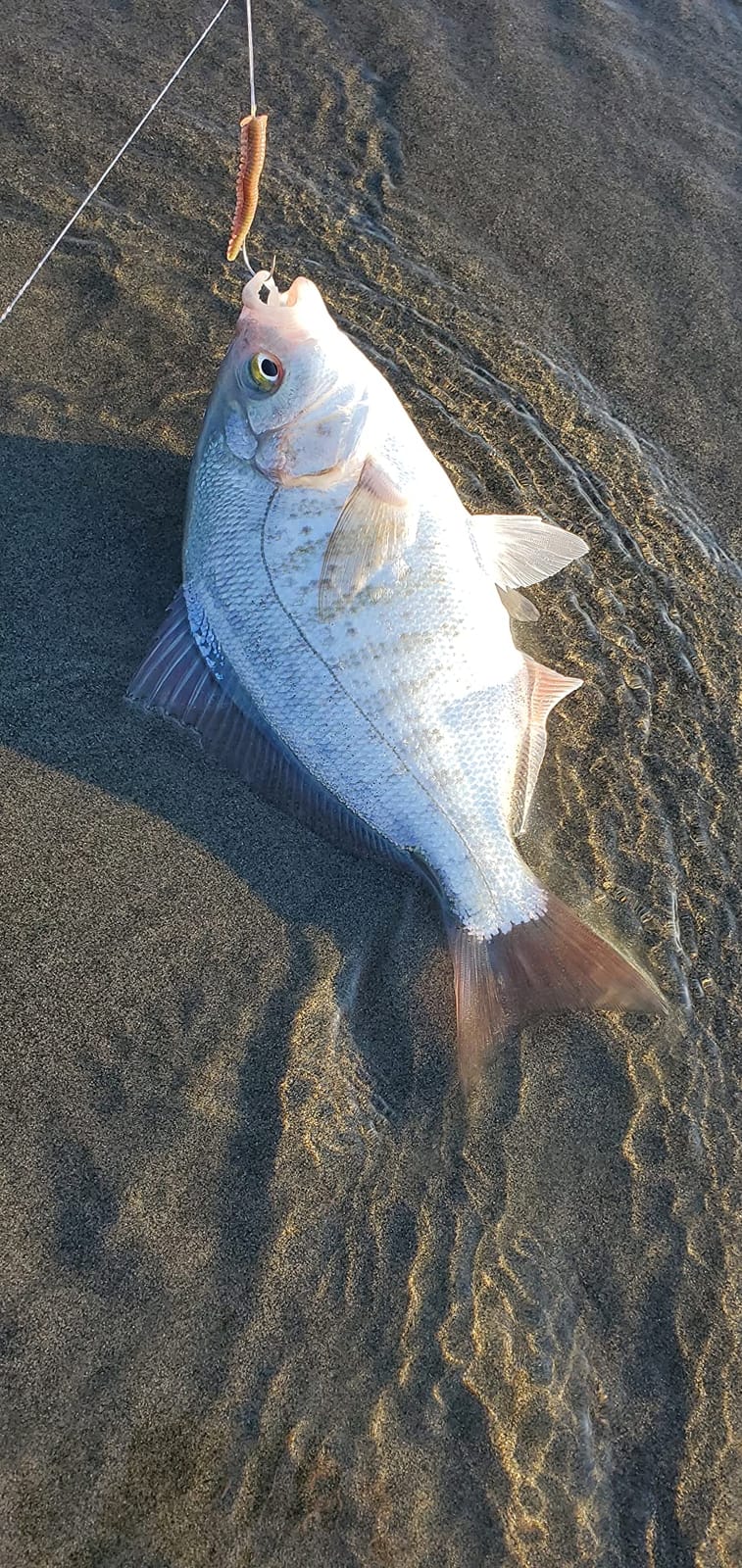 Okuma Rockaway Light Weight Carbon Saltwater Surf Rods customer photo 1