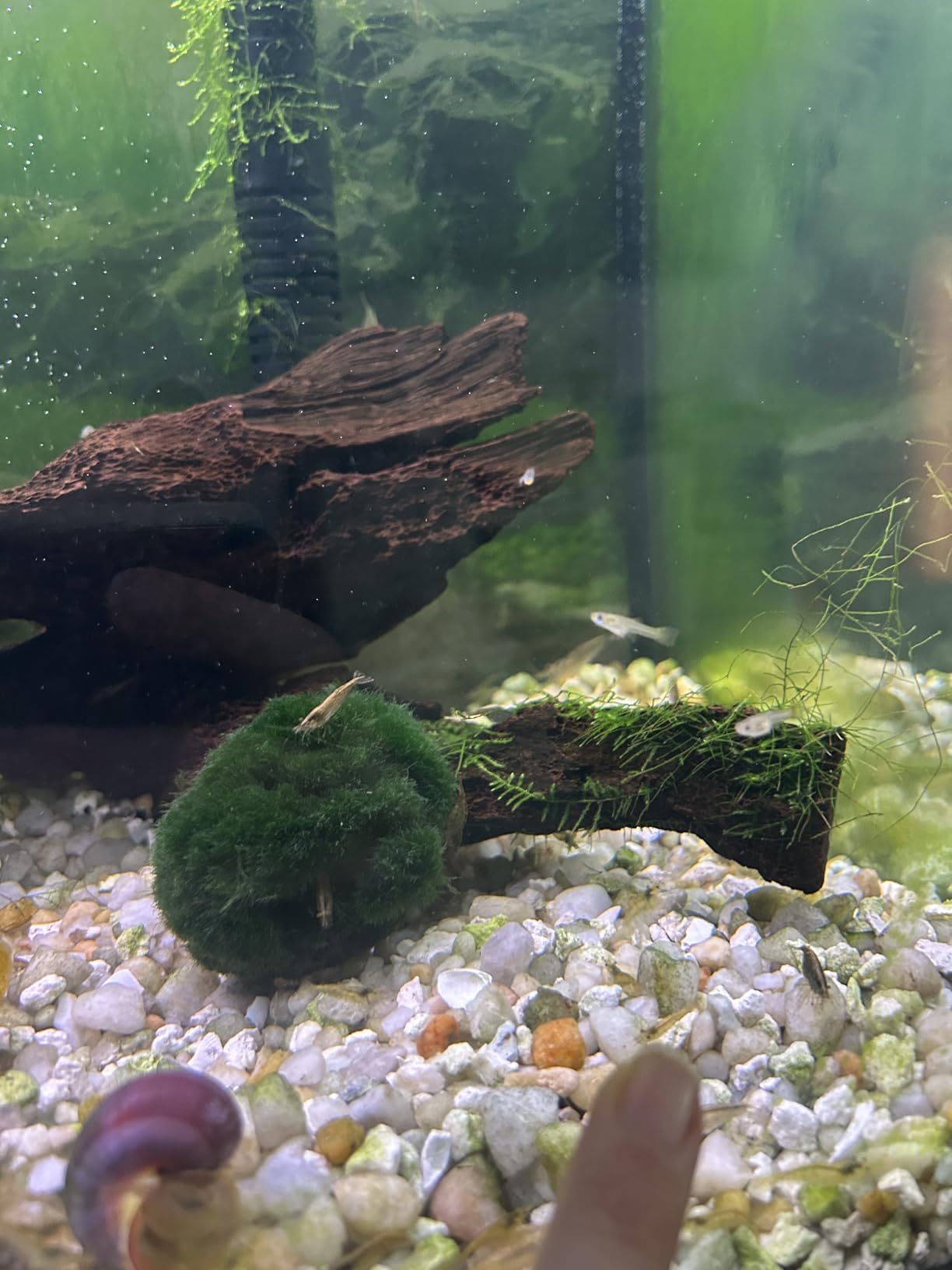 Micro Mix - Sinking Blended Diet for Snails, Shrimp & Bottom Feeding Fish (1.5 oz (42.5g)) customer photo 1