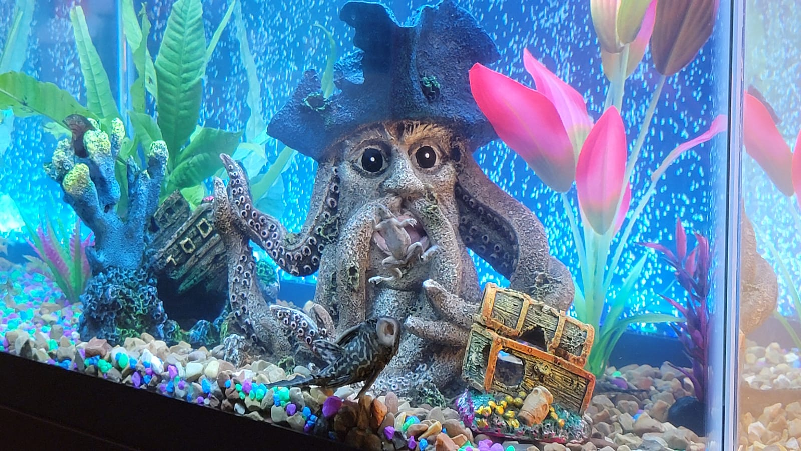 Micro Mix - Sinking Blended Diet for Snails, Shrimp & Bottom Feeding Fish (1.5 oz (42.5g)) customer photo 2