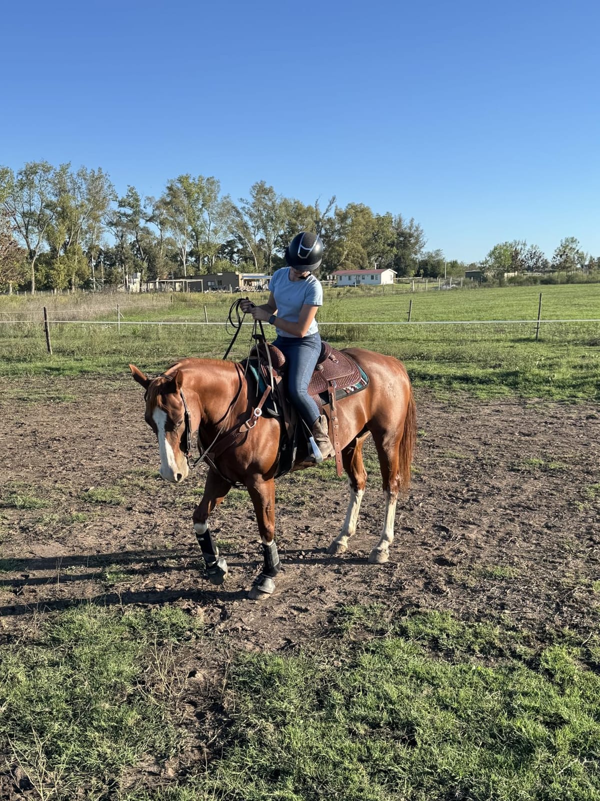 Weaver Equine 31