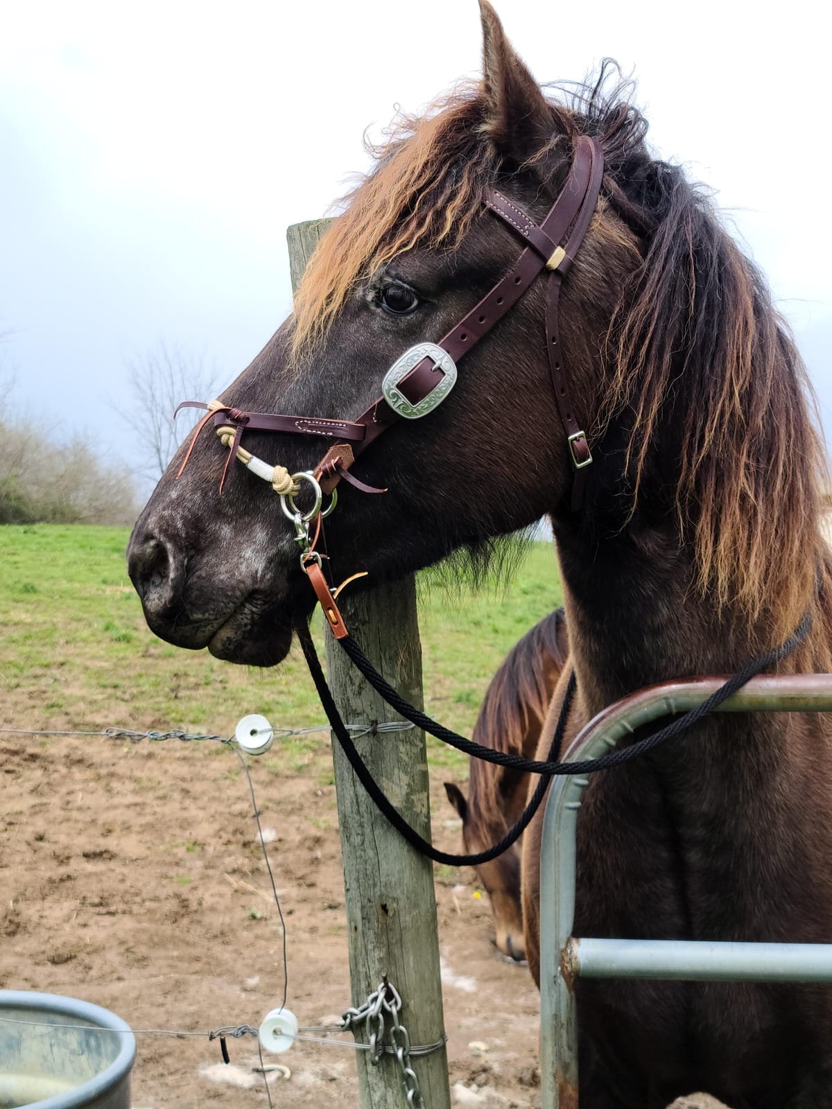 Justin Dunn Bitless Bridle customer photo 1