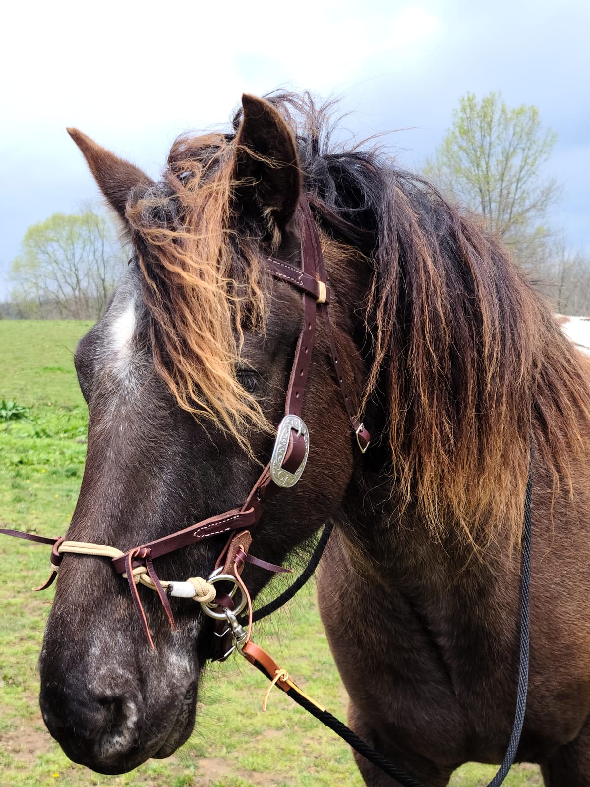 Justin Dunn Bitless Bridle customer photo 2