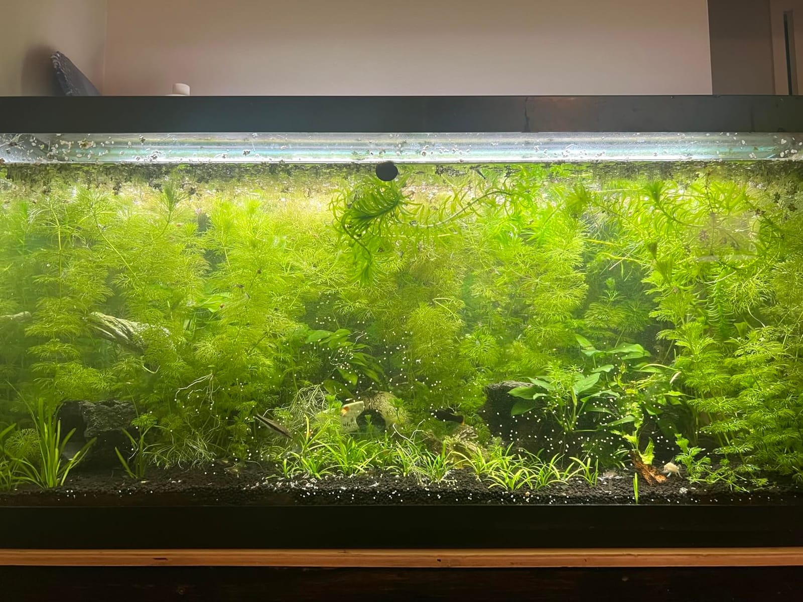 Fluval Plant 3.0 LED Planted Aquarium Lighting, 46 Watts, 36-46 Inches customer photo 1