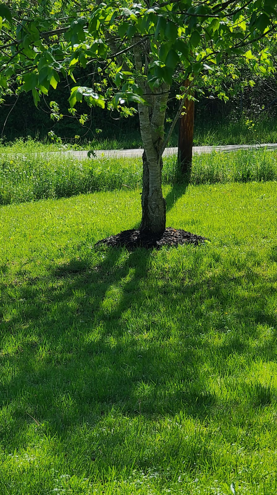 EGO POWER+ String Trimmer, Battery Powered, 15