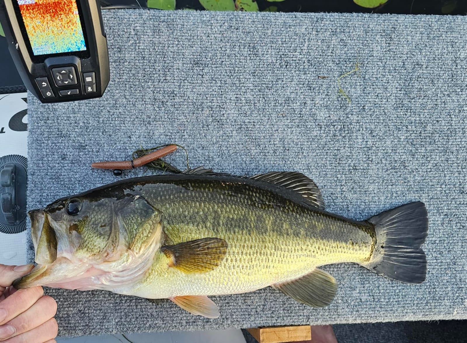 Reaction Tackle Tungsten Wacky Jig Heads - Weedless Wacky Worm Hooks for Soft Plastics, Ned Rig and Neko Rig Setups, Bass and Panfish Fishing Jig Heads (5-Pack) customer photo 2